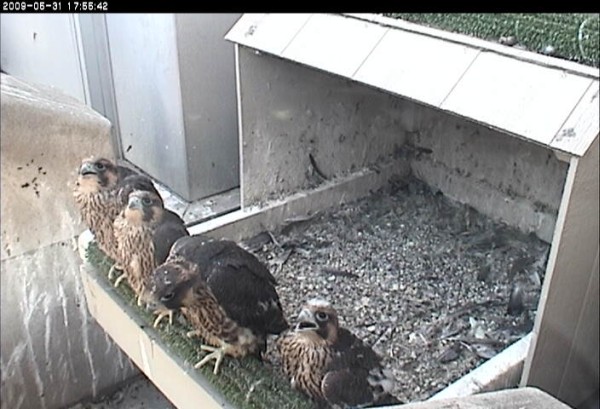 35 day old chicks, 31May 2009 (photo fromthe National Aviary falconcam at Univ of Pittsburgh)