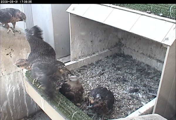 35 day old chicks, ledge walking and flapping, 31 May 2009 (photo from the National Aviary falconcam at Univ of Pittsburgh)