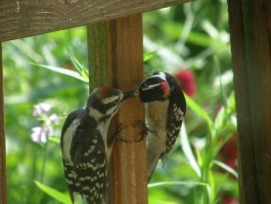 Downy woodpecker juvenile and adult (photo by Marcy Cunkelman)