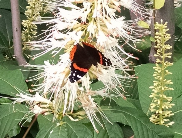 Red admiral on bottlebrush butterfly (photo by Kate St. John)