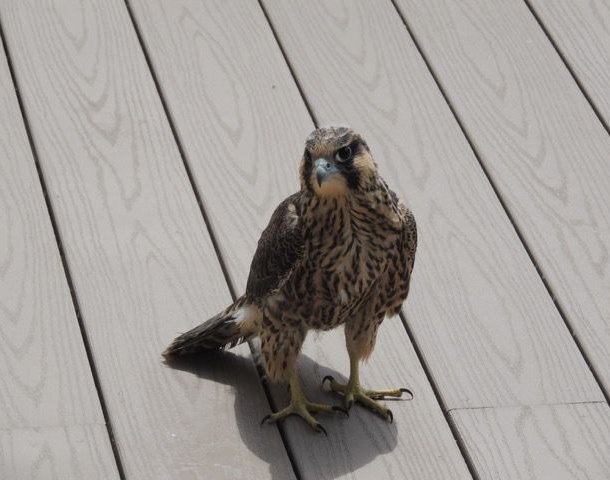 Fledgling #2 on the rescue porch, 14 June 2015 (photo by Terry Wiezorek)