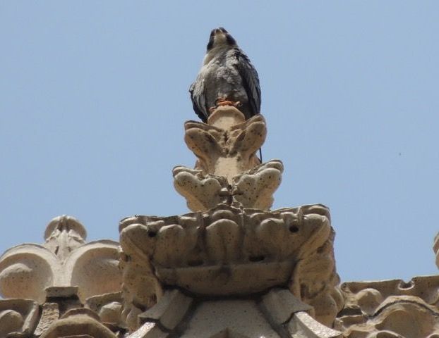 Peregrine falcon watching young learning to fly, Downtown Pittsburgh, 14 June 2015 (photo by Terry Wiezorek)