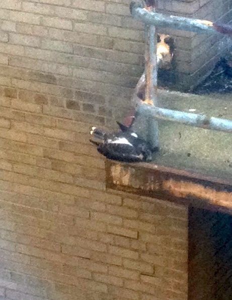 Downtown Pittsburgh peregrine nestling #3 (photo by Marcia Cooper)