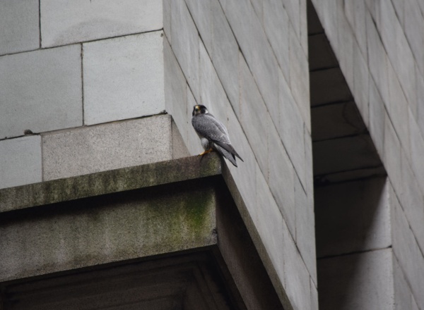 Louie during Downtown Fledge Watch, 13 June 2015 (photo by Anne Marie Bosnyak)