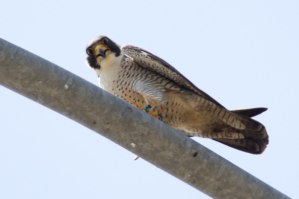 Male peregrine at Neville Island I-79 Bridge (photo by Peter Bell)