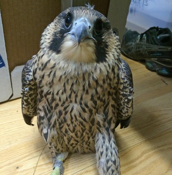 Pitt peregrine chick at Animal Rescue League Shelter & Wildlife Center, 25 June 2015 (photo from ARL Wildlife Facebook)