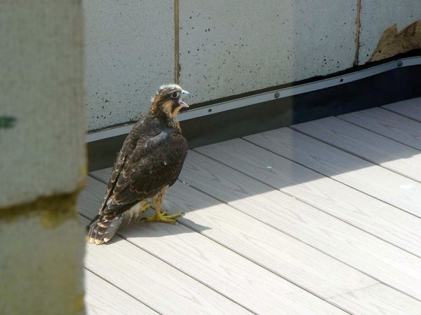 Downtown Pittsburgh, first fledgling on the "rescue porch," 11 June 2015(photo by Kate St. John)