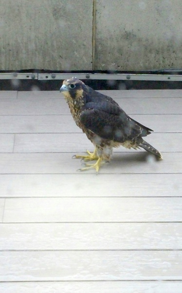 Fledgling #3 on the rescue porch, 18 June 2015 (photo by Frank Baker)