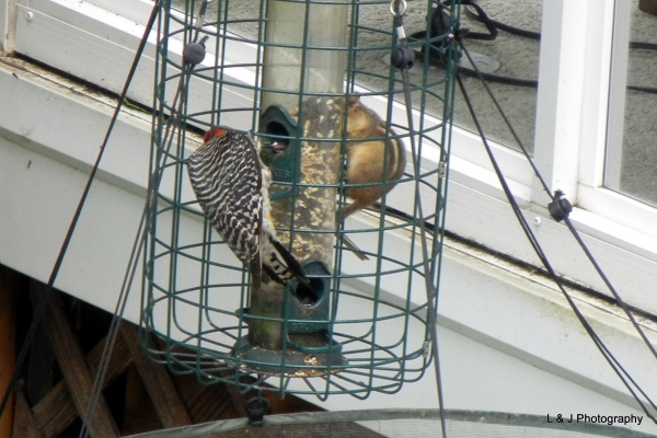 Red-bellied woodpecker and chipmunk at squirrel-proof bird feeder (photo by Jonathan Nadle)