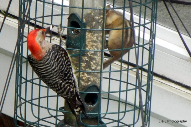 Red-bellied woodpecker and chipmunk coexist at the squirrel-proof bird feeder (photo by Jonathan Nadle)