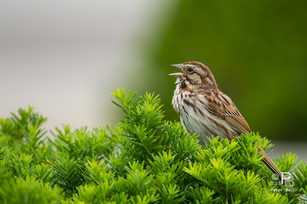 Song sparrow at Schenley Plaza, 2013 (photo by Peter Bell)