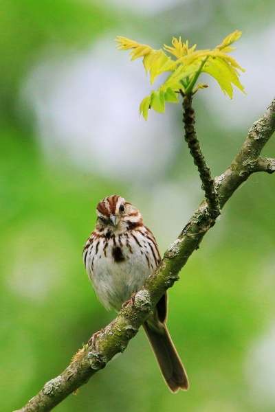 Song sparrow (photo by John Beatty)