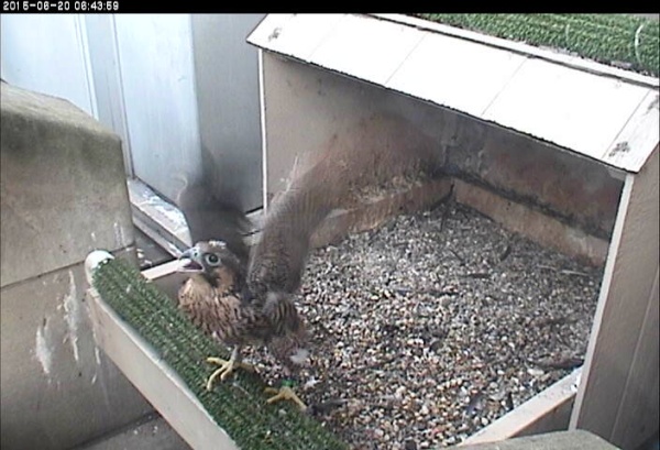 The active nestling at Pitt, 20 June 2015 (photo from the National Aviary snapshot cam)