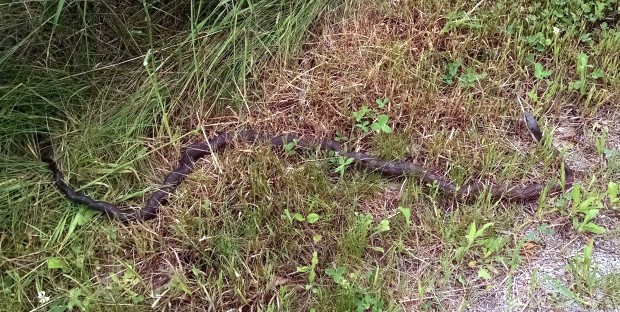 Black rat snake,perhaps a young one, along Nine Mile Run Trail, Frick Park, Pittsburgh, 6 June 2015 (photo by Kate St. John)