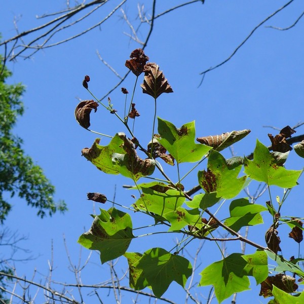 Tuliptree with anthracnose, Schenley Park, 22 June 2015 (photo by Kate St. John)