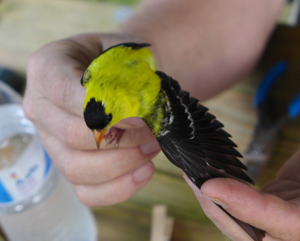First-yearmale American goldfinch, at banding (photo by Kate St. John)