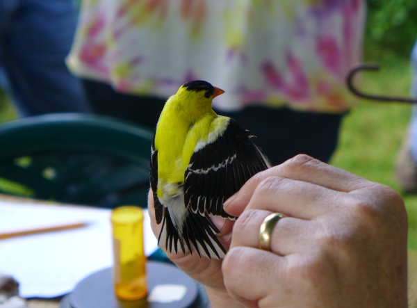 Male American goldfinch, two years or older, at banding (photo by Kate St. John)