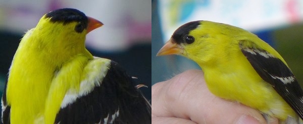 Scapulars on 2-year+ male American goldfinch compared to 1st-year male on the right (photo by Kate St. John)