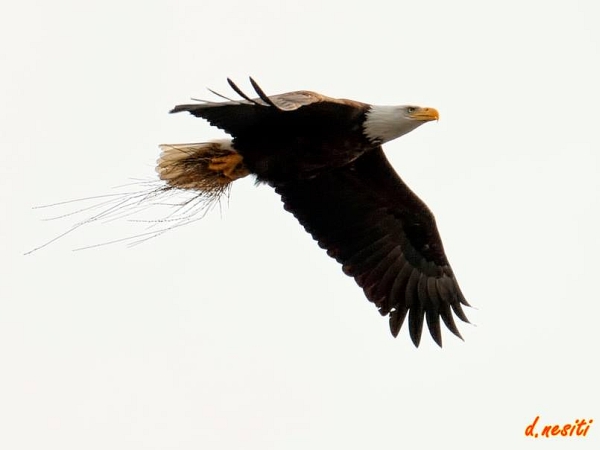 Hays bald eagle carrying nesting material, March 2015 (photo by Dana Nesiti)
