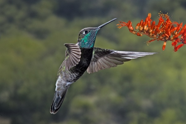 Magnificent hummingbird (photo from Wikimedia Commons)