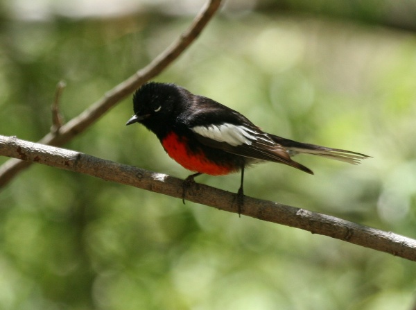 Painted redstart (photo from Wikimedia Commons)