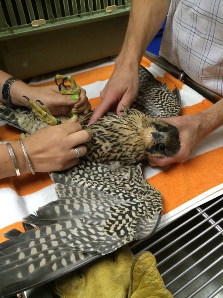 2015 Pitt peregrine fledgling checked by vet (photo courtesy ARL Wildlife Center)