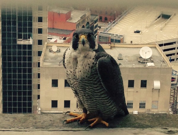 Peregrine at the Gulf Tower, 15 July 2015 (photo from Ann Hohn)