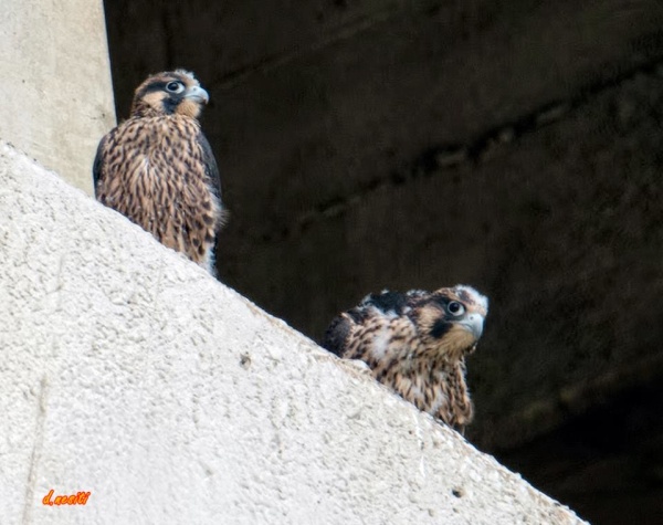 Young peregrines (pre-fledge) at Westinghouse Bridge, 5 July 2015 (photo by Dana Nesiti)