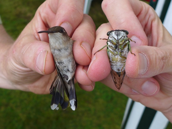 Ruby-throated hummingbird compared to a cicada (photo by Kate St. John)