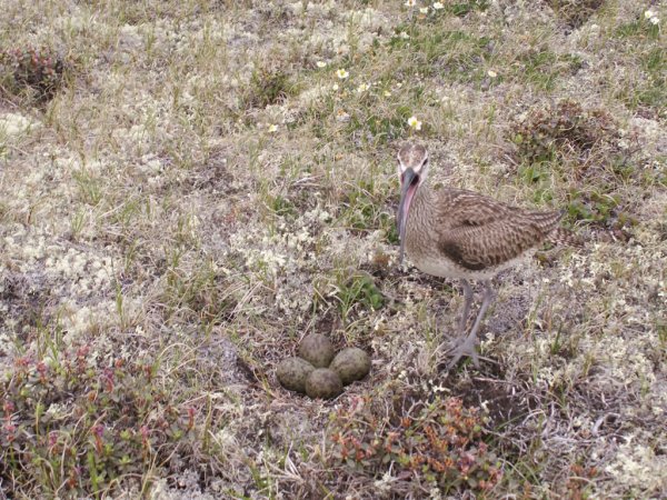 Whimbrel with eggs (photo by Dr. Matthew Perry, USGS)