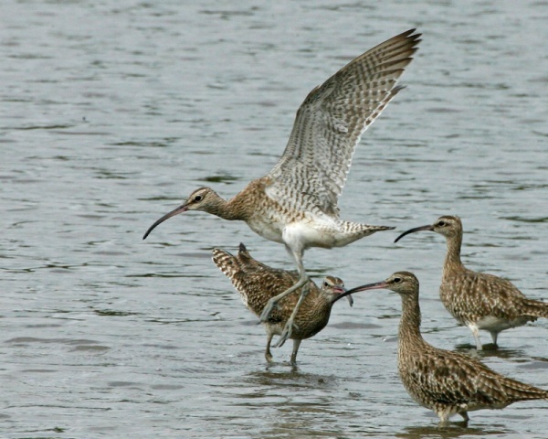 Whimbrels wintering in Singapore (photo by Lip Kee via Wikimedia Commons)
