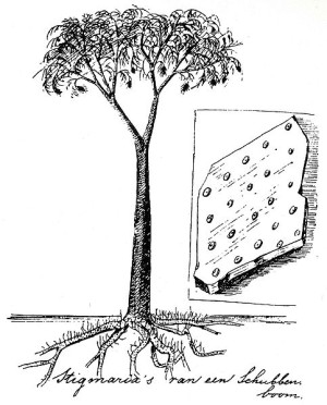 Drawing of Lepidodendron by Eli Heimans, 1911 (image from Wikipedia)