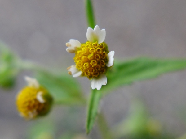Galinsoga or Quickweed, flower closeup (photo by Kate St.John)