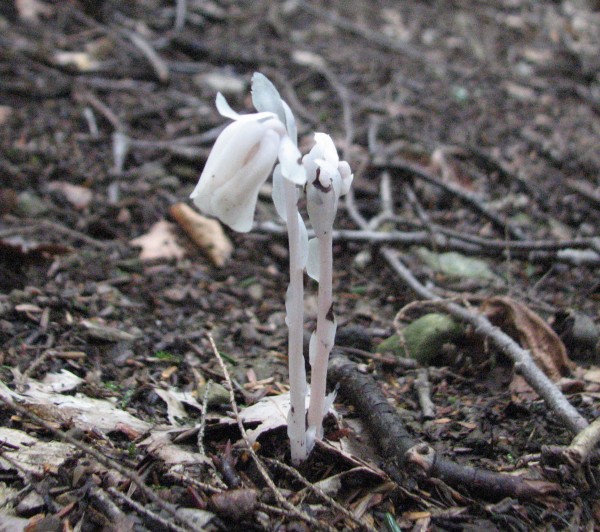 Indian pipe blooming (photo from Wikimedia Commons)