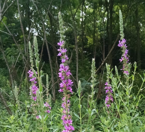 Purple loosestrife blooming on CMU's campus, 2 July 2015 (photo by Kate St. John)