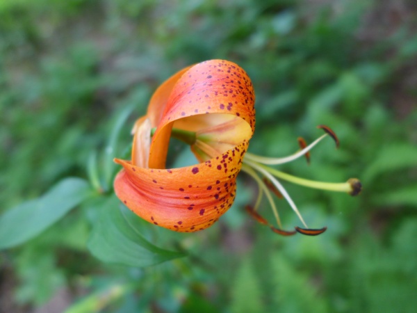 Turk's Cap Lily from the side, 23 July 2015 (photo by Kate St. John)