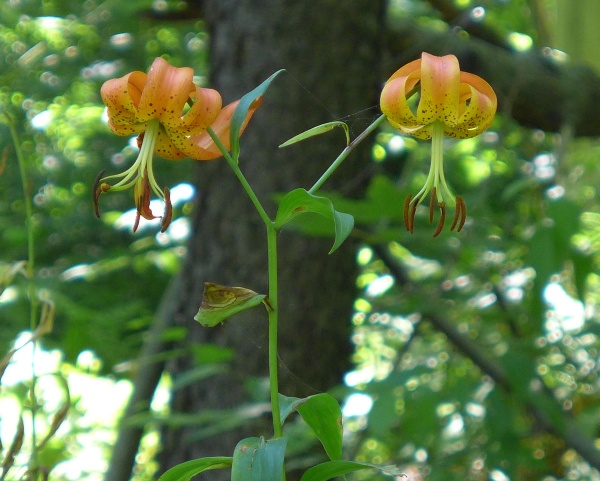 Turk's Cap Lily duo, 23 July 2015 (photo by Kate St. John)