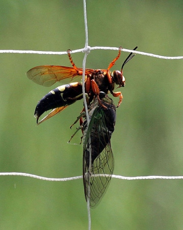 Cicada killer with subdued cicada (photo from Wikimedia Commons)