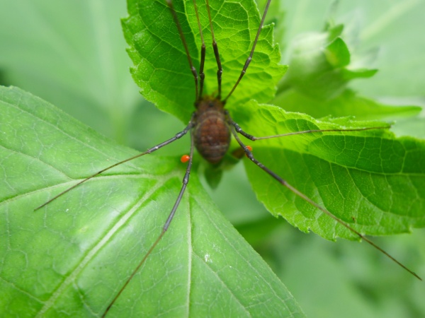 Harvestman with mites on its legs (photo by Kate St. John)