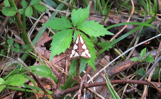 LeConte's Haploa moth (photo by Karyn Delaney)