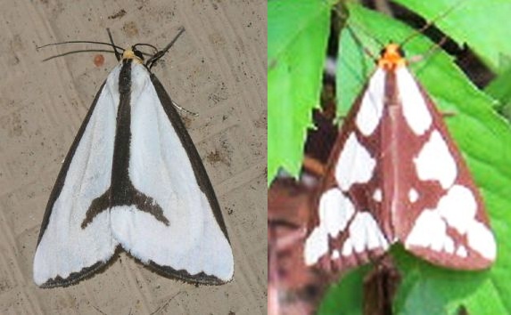 Haplo lecontei, two patterns (photo on leftfrom Wikimedia Commons, photo on right is magnified from one by Karyn Delaney)