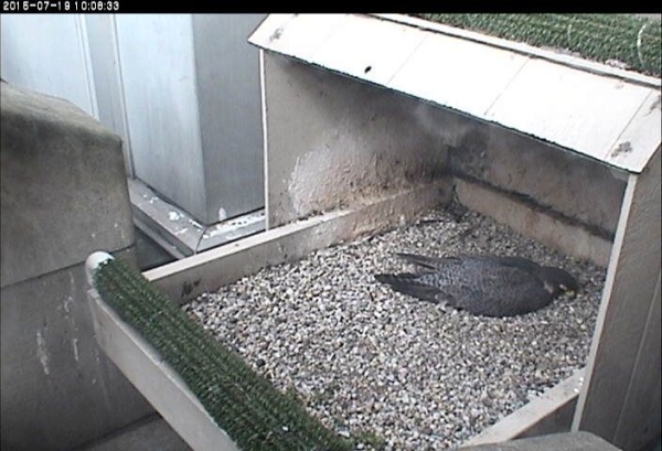 Dorothy sleeping at the nest in July (photo from the National Aviary snapshot camera at Univ of Pittsburgh)