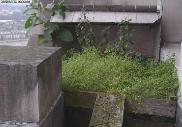 Weeds at the Gulf Tower peregrine nest, July 2015 (photo from the National Aviary falconcam at Gulf Tower)
