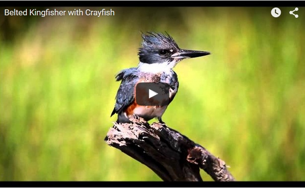 Belted Kingfisher (screenshot from YouTube video)