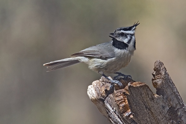 Bridled titmouse (photo from Wikimedia Commons)
