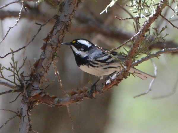 Black-throated gray warbler (photo from Wikimedia Commons)