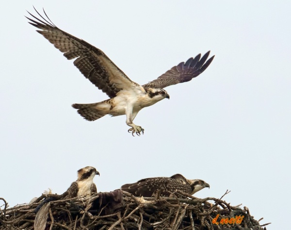 Immature osprey flying over the Duquesne nest (photo by Dana Nesiti)