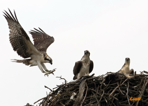Immature osprey coming in for a landing at the Duquesne nest (photo by Dana Nesiti)