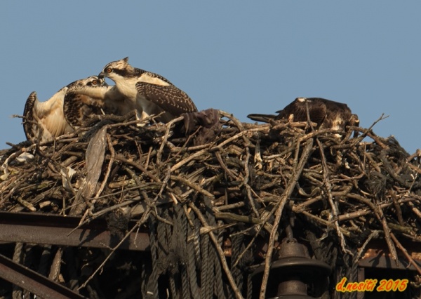 "Give it to me!" juvenile osprey grabs his sibling's wing to get the fish (photo by Dana Nesiti)