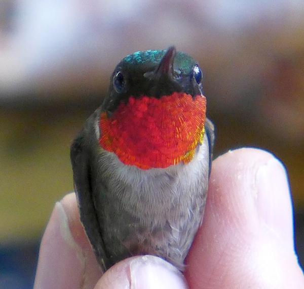 Male ruby-throated hummingbird in bander's hand (photo by Kate St.John)